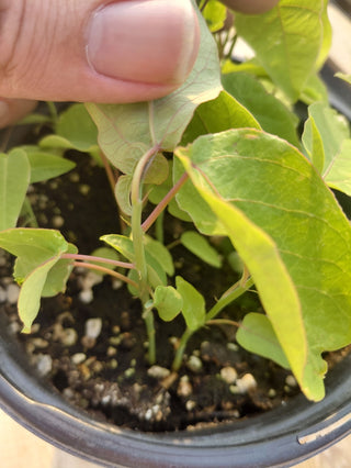 Passiflora maliformis <br>PASSION FLOWER SWEET CALABASH <br>2 LIVE PLANTS