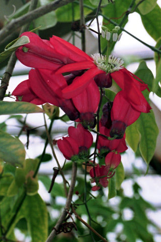 Passiflora princeps <br>PASSION VINE