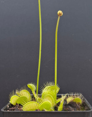 Dionaea muscipula <br>VENUS FLYTRAP 'PATCHES' x OP