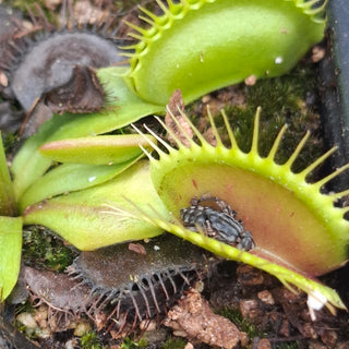 Dionaea muscipula <br>VENUS FLYTRAP 'PATCHES' x OP