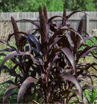 Pennisetum glaucum, Cenchurs americanus JESTER ORNAMENTAL MILLET