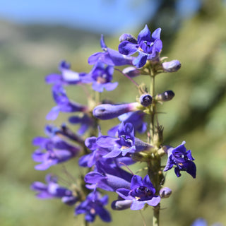 Penstemon mensarum <br>GRAND MESA BEARDTONGUE