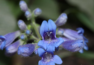 Penstemon ovatus <br>BROAD-LEAVED EGGLEAF BEARDTONGUE