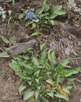 Penstemon ovatus <br>BROAD-LEAVED EGGLEAF BEARDTONGUE