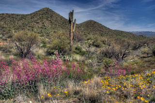 Penstemon parryi <br>DESERT BEARDTONGUE
