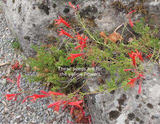 Penstemon pinifolius <br>YELLOW FLOWERS PINELEAF, PINE NEEDLE BEARDTONGUE