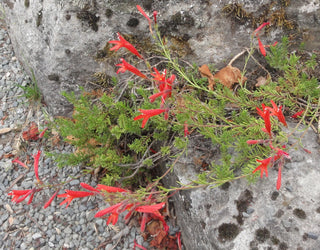 Penstemon pinifolius <br>YELLOW FLOWERS PINELEAF, PINE NEEDLE BEARDTONGUE