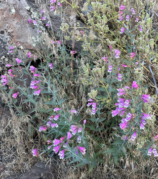Penstemon richardsonii <br>CUTLEAF RICHARD'S BEARDTONGUE