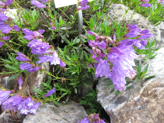 Penstemon scouleri <br>PLATEAU BEARDTONGUE
