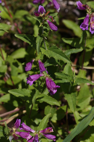 Penstemon serrulatus <br>CASCADE COAST BEARDTONGUE