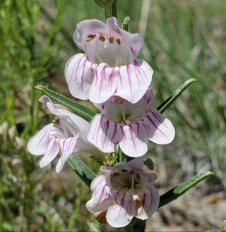 Penstemon virgatus <br>WANDBLOOM BEARDTONGUE