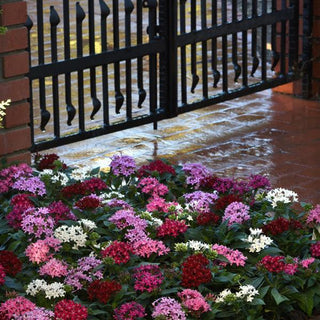 Pentas lanceolata <br>PENTAS STAR MIX, EGYPTIAN STARFLOWER