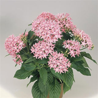 Pentas lanceolata <br>PENTAS GRAFFITI PINK, EGYPTIAN STARFLOWER