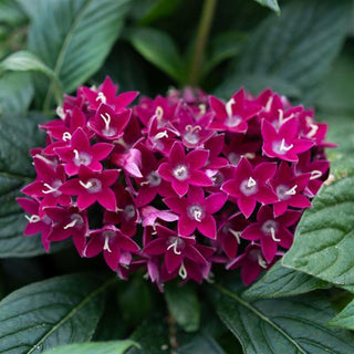 Pentas lanceolata <br>PENTAS NEON PLUM, EGYPTIAN STARFLOWER