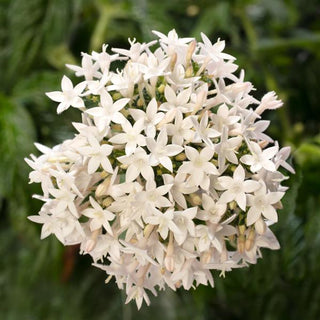 Pentas lanceolata <br>PENTAS BEEHIVE WHITE, EGYPTIAN STARFLOWER