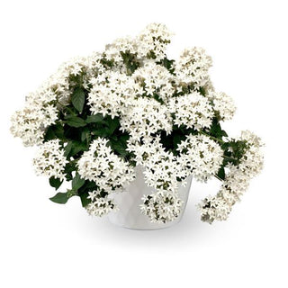 Pentas lanceolata <br>PENTAS BEEHIVE WHITE, EGYPTIAN STARFLOWER