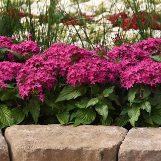 Pentas lanceolata <br>PENTAS DEEP VIOLET STAR, EGYPTIAN STARFLOWER