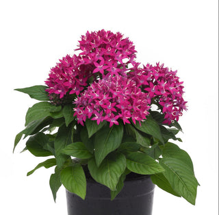 Pentas lanceolata <br>PENTAS DEEP VIOLET STAR, EGYPTIAN STARFLOWER