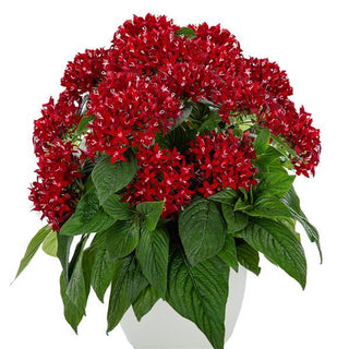 Pentas lanceolata <br>PENTAS GRAFFITI DEEP RED, EGYPTIAN STARFLOWER