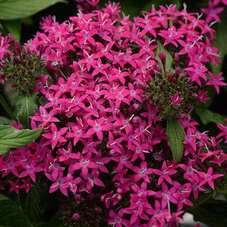 Pentas lanceolata <br>PENTAS DEEP VIOLET STAR, EGYPTIAN STARFLOWER