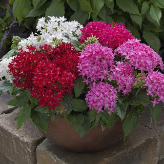 Pentas lanceolata <br>PENTAS COMPACT BEEBRIGHT MIX, EGYPTIAN STARFLOWER