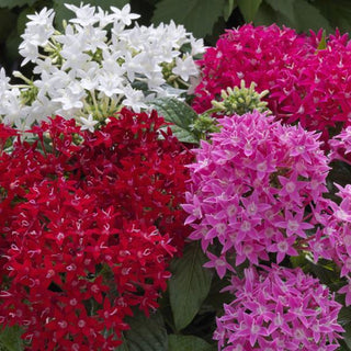 Pentas lanceolata <br>PENTAS COMPACT BEEBRIGHT MIX, EGYPTIAN STARFLOWER