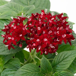 Pentas lanceolata <br>PENTAS GRAFFITI DEEP RED, EGYPTIAN STARFLOWER