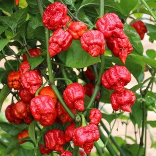 Capsicum <br>PEPPER ARMAGEDDON