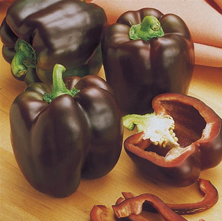 Capsicum annuum <br>PEPPER CHOCOLATE BEAUTY