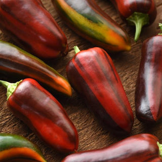 Capsicum <br>PEPPER SWIRL