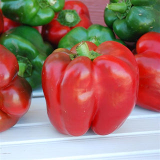 Capsicum <br>PEPPER NORTH KING