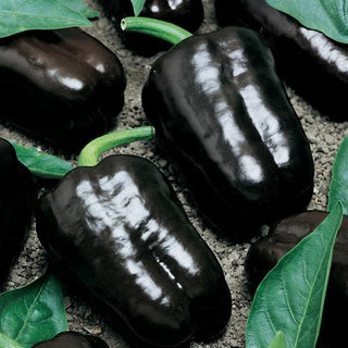 Capsicum annuum <br>PEPPER PURPLE BEAUTY, SWEET BELL