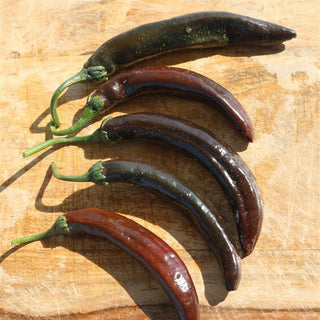 Capsicum <br>PEPPER SOMBRERETE