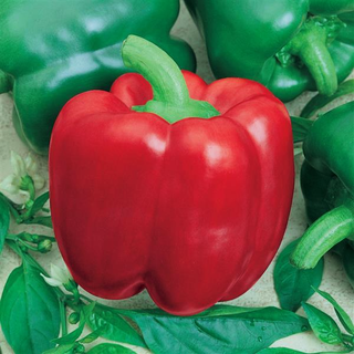 Capsicum <br>PEPPER YOLO WONDER