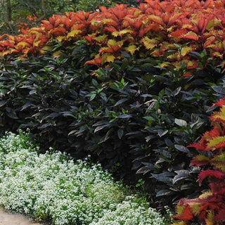 Capsicum annuum <br>BLACK PEARL ORNAMENTAL PEPPER