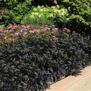 Capsicum annuum <br>BLACK PEARL ORNAMENTAL PEPPER
