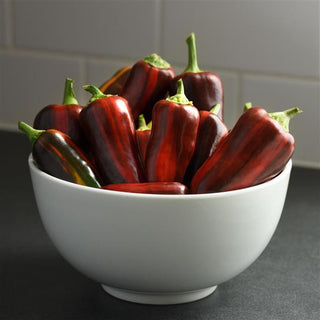 Capsicum <br>PEPPER SWIRL