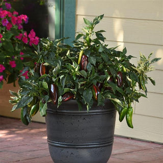 Capsicum <br>PEPPER SWIRL