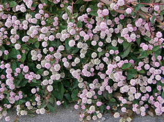 Polygonum capitatum, Persicaria capitatum <br>PINK PINHEADS