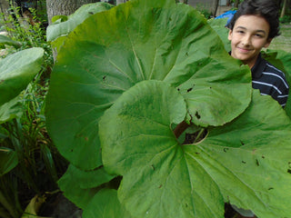 Petasites albus <br>BUTTERBUR, FUKI