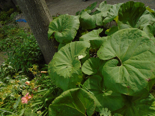 Petasites albus <br>BUTTERBUR, FUKI