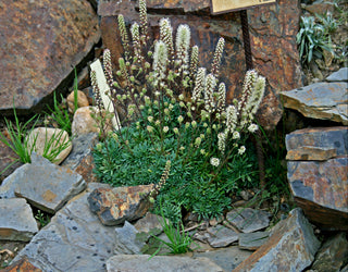 Petrophytum caespitpsum <br>MAT ROCK SPIREA, TUFTED ROCKMAT