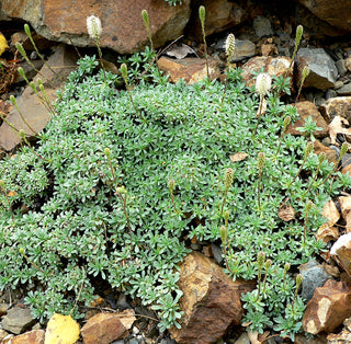 Petrophytum caespitpsum <br>MAT ROCK SPIREA, TUFTED ROCKMAT
