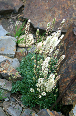 Petrophytum caespitpsum <br>MAT ROCK SPIREA, TUFTED ROCKMAT