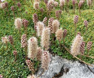Petrophytum caespitpsum <br>MAT ROCK SPIREA, TUFTED ROCKMAT