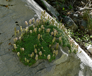 Petrophytum caespitpsum <br>MAT ROCK SPIREA, TUFTED ROCKMAT