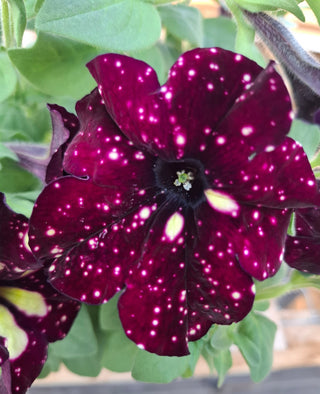 Petunia blue purple spotted
