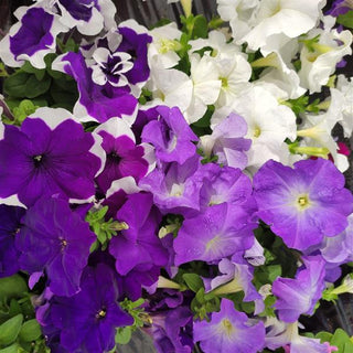 Petunia <br>PETUNIA BLUE FASHION MIX
