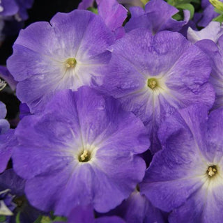 Petunia <br>PETUNIA BLUE SKY MAMBO