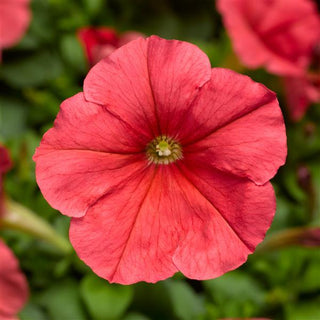 Petunia <br>PETUNIA SALMON DAMASK